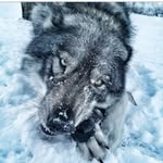 @wolf.mora