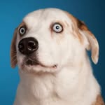 @weratedogs