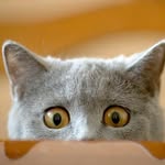 @happycatclub