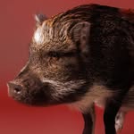 @merlinthepig
